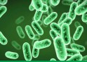 SO SÁNH LACTOBACILLUS & VI KHUẨN BÀO TỬ BACILLUS
