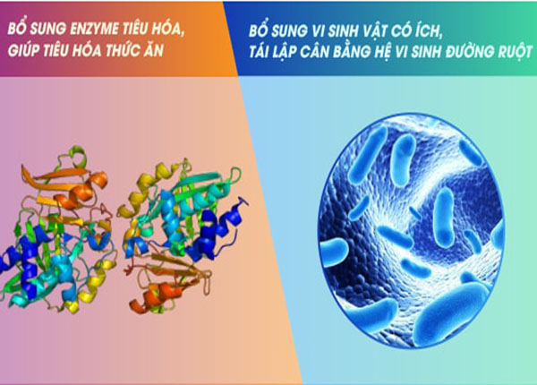 Men vi sinh và men tiêu hóa: Lợi ích, công dụng, cách dùng