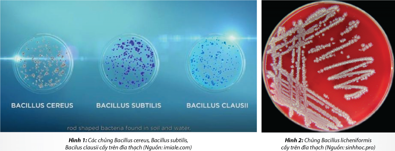 Ưu và nhược điểm của bào tử Bacillus trong thực phẩm