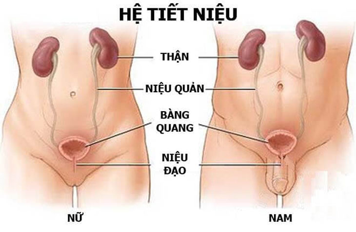 3. Triệu chứng của nhiễm trùng tiểu